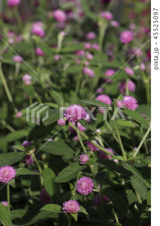 センニチコウ 45525097