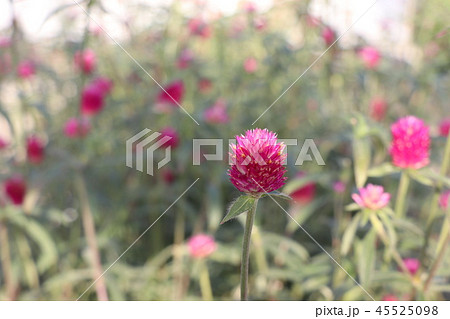 センニチコウ 45525098