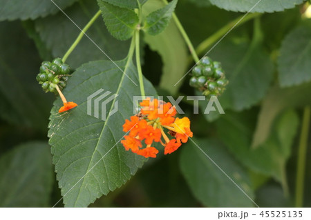七変化の花・ランタナ 七変化の花・ランタナ 45525135