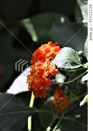 七変化の花・ランタナ 45525139