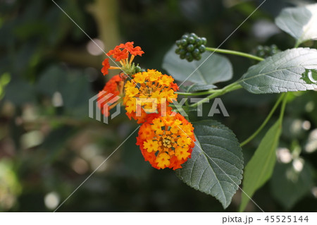 七変化の花・ランタナ 七変化の花・ランタナ 45525144