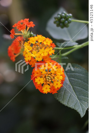 七変化の花・ランタナ 七変化の花・ランタナ 45525146