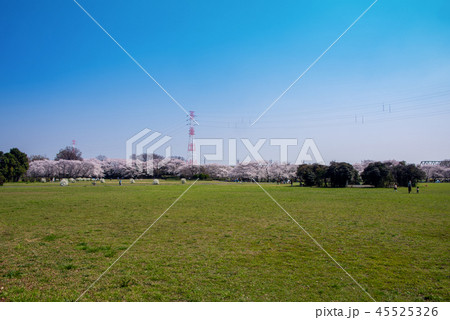 さくらそう公園　満開の桜　さいたま市桜区 45525326