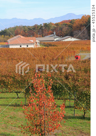 ワイナリーのブドウ畑　秋 45525334