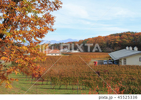 ワイナリーのブドウ畑　秋 45525336
