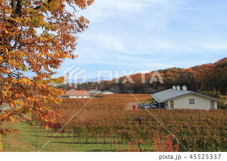 ワイナリーのブドウ畑　秋 45525337