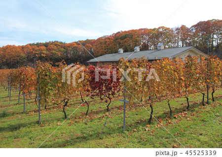 ワイナリーのブドウ畑　秋 45525339