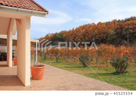 ワイナリーのブドウ畑 秋 ワイナリーのブドウ畑 秋 45525554