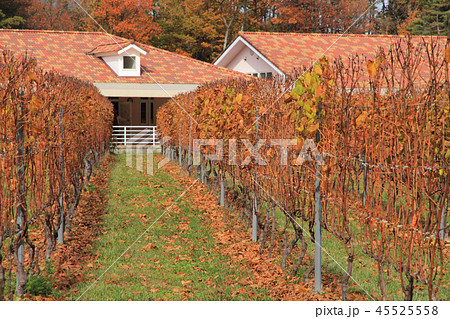 ワイナリーのブドウ畑　秋 45525558