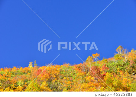 八幡平の紅葉 45525883