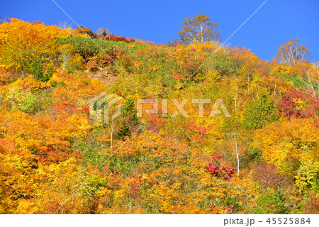 八幡平の紅葉 八幡平の紅葉 45525884