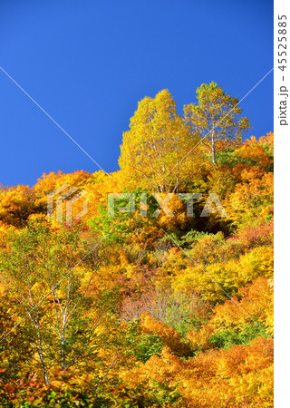八幡平の紅葉 八幡平の紅葉 45525885