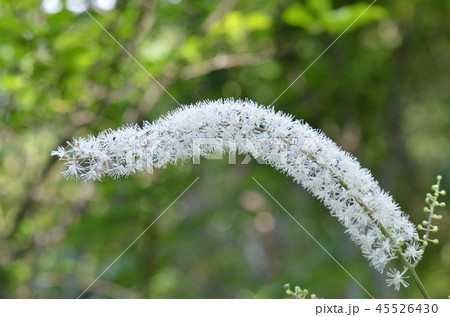 サラシナショウマ サラシナショウマ 45526430