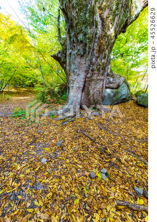 男池の巨木ケヤキと岩の紅葉　【大分県由布市】 45526629