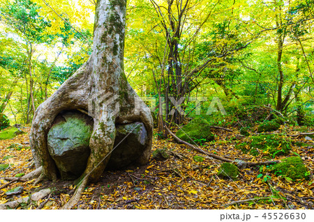 男池の巨木ケヤキと岩の紅葉　【大分県由布市】 45526630