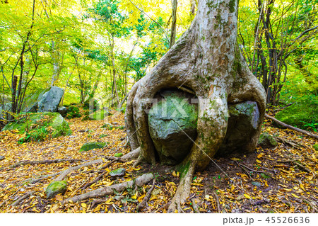 男池の巨木ケヤキと岩の紅葉　【大分県由布市】 45526636
