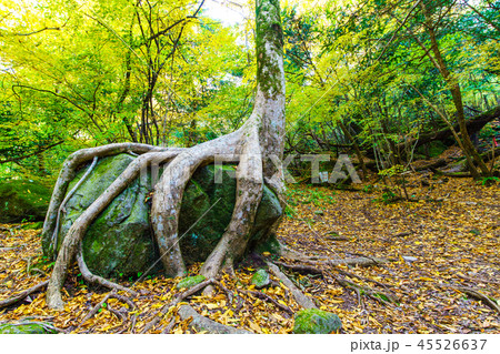 男池の巨木ケヤキと岩の紅葉　【大分県由布市】 45526637