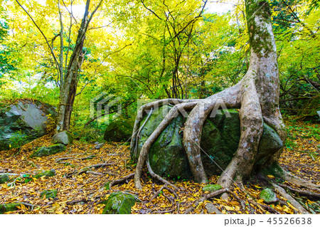 男池の巨木ケヤキと岩の紅葉　【大分県由布市】 45526638