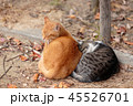 二匹寄り添い暖をとる猫 45526701