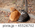 二匹寄り添い暖をとる猫 45526702