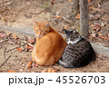 二匹寄り添い暖をとる猫 45526703