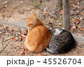 二匹寄り添い暖をとる猫 45526704