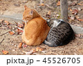 二匹寄り添い暖をとる猫 45526705