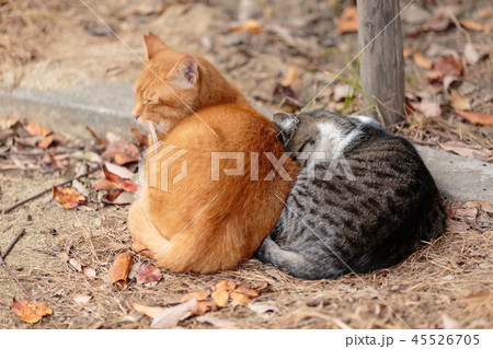二匹寄り添い暖をとる猫 45526705