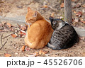 二匹寄り添い暖をとる猫 45526706