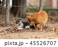 怒ってません。仲良しの猫たちです。 45526707