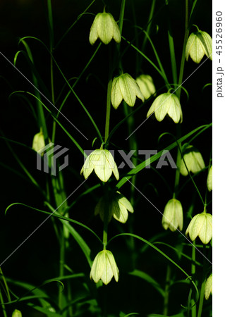 山野草　バイモの花 45526960