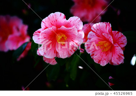 椿　沖の浪の花 45526965