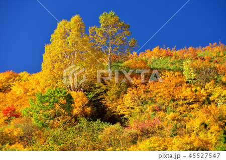 八幡平の紅葉 八幡平の紅葉 45527547