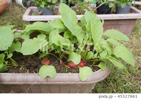 家庭菜園 ラディッシュ 収穫の写真素材