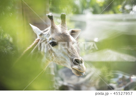 animal, giraffe 45527957