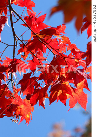 青空に美しいヤマモミジの紅葉 45527962