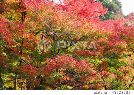 猿投神社紅葉林の紅葉 18の写真素材