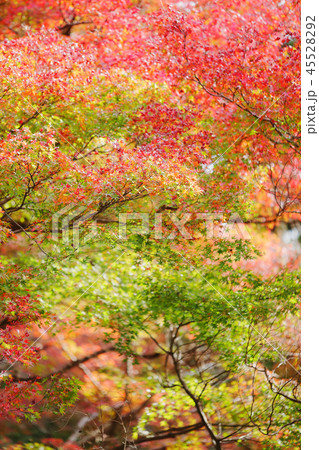 猿投神社紅葉林の紅葉 2018 猿投神社紅葉林の紅葉 2018 45528292