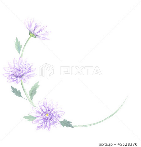 弔花のフレーム 菊 水彩のイラスト素材