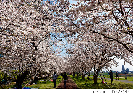 多摩川堤防の桜 45528545