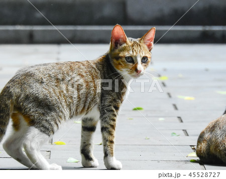 猫 ねこ ネコ 45528727