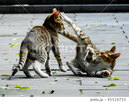 猫 ねこ ネコ 45528733