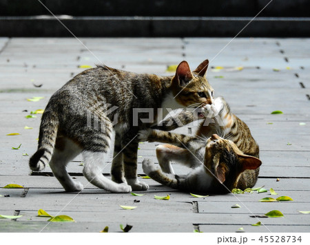 猫 ねこ ネコ 45528734