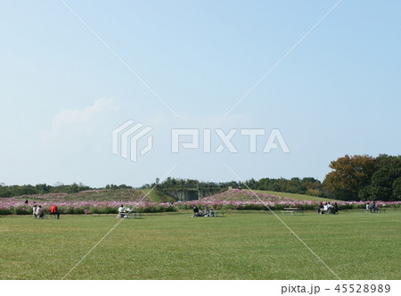 コスモスと芝生と空 45528989