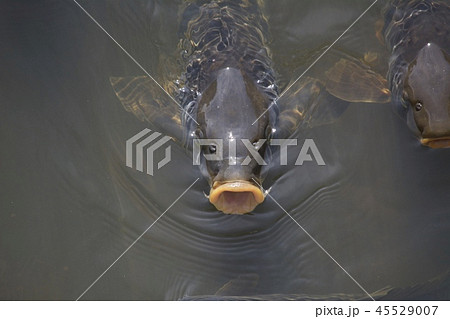鯉 carp 鯉 carp 45529007