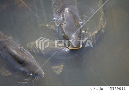 鯉 carp 45529011