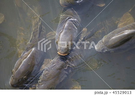 鯉 carp 45529013