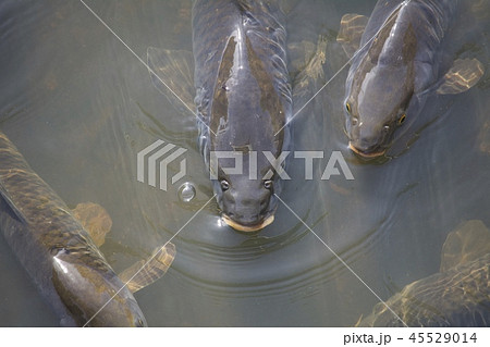 鯉 carp 45529014
