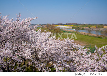 秋ヶ瀬橋より上流取水堰を望む 満開の桜　さいたま市 45529172