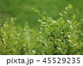 植物 45529235